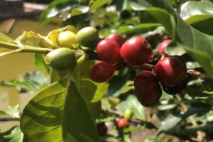 Tin chuyên nganh ca phê