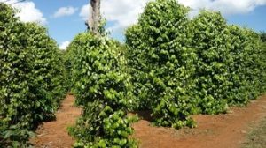 221227IntimexgroupHoTieu