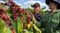 Tin chuyen nganh ca phe