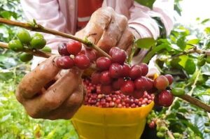 tin chuyen nganh ca phe VN