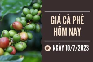 tinh hinh gia ca phê