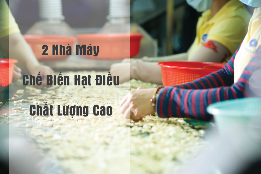 Nha may dieu intimex